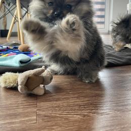 Keeshond and Pomeranian Puppies from Mary Schooner