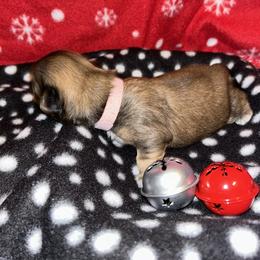 Shih Tzu Puppies from D’s Shih Tzu