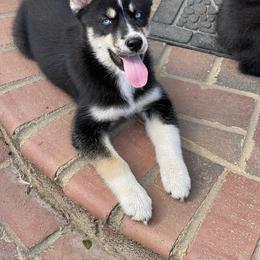 Tibisia - Siberian Husky puppy in Chester, Virginia from Dacogetic