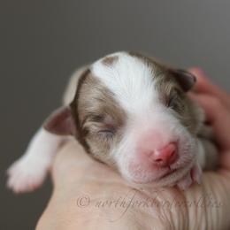 Falcon - Red merle male Border Collie puppy in Kalispell, Montana from North Fork Border Collies