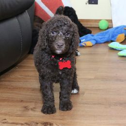 Poodle Puppies from RK'S Pets