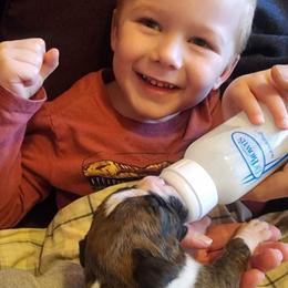 Boxer Puppies from Lone Pine Boxers