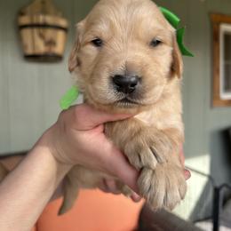 Green Collar - Male 6 - Golden male Golden Retriever puppy in Bonanza, Oregon from Gold 'N Dust Ranch