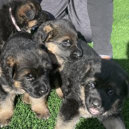 German Shepherds from GSD Vom Haus