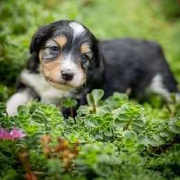 Onyx - Black tri-color female Aussiedoodle puppy in Grants Pass, Oregon from Woodwind Miniatures