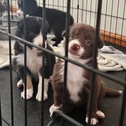 Border Collie puppies from Sandstone Ridge Kennels