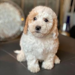 Bernedoodles, Cavalier King Charles Spaniels, Cavapoos, and Poodles from Dinky Doo Doodles