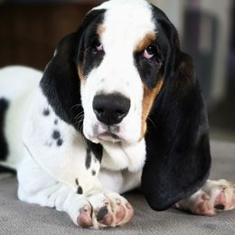 Basset Hounds and Cardigan Welsh Corgis from Savages Low riders