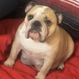 Bulldogs from Farley Bulldogs