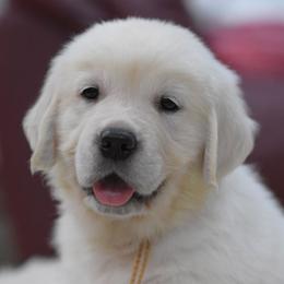 Golden Retriever Puppies from OC Goldens