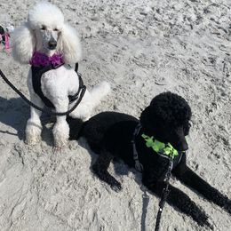 Poodle All Grown Up from Jumelage Standard Poodles