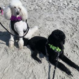 Poodle All Grown Up from Jumelage Standard Poodles