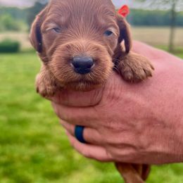 Bernedoodle and Goldendoodle Puppies from Brunsman Country Doodles LLC