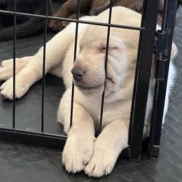 Dilute Retriever and Labrador Retriever Puppies from Loving Loyal Labs