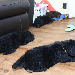 Poodle Puppies from RK'S Pets