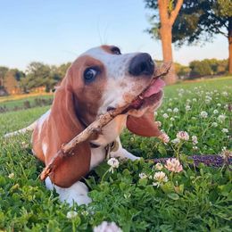 Basset Hound All Grown Up from Lakeside Basset Hounds, Missouri