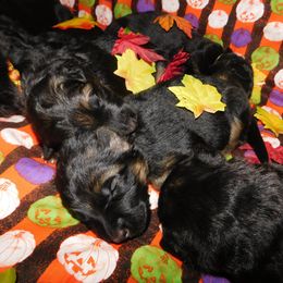 German Shepherd Puppies from Countryside Kennel