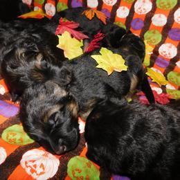 German Shepherd Puppies from Countryside Kennel