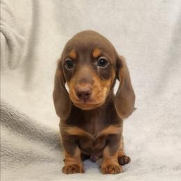 Mason - Chocolate and tan male Dachshund puppy in Trenton, Florida from Kings Dachshunds