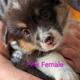 Girl 1 - Black and tan female Pembroke Welsh Corgi puppy in Alexandria, Minnesota from Tammy Gorham Corgis