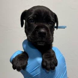 Female 2 - Black female Cane Corso puppy in Cashion, Oklahoma from APEXOK Cane Corsos LLC