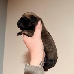 Classy - Fawn female Great Dane puppy in Jerusalem, Arkansas from Mara Danes