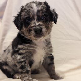 Boy 4 - Blue merle Miniature Australian Shepherd puppy in Sanger, California from A&M Australian Shepherds
