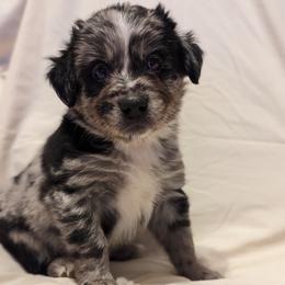 Boy 4 - Blue merle Miniature Australian Shepherd puppy in Sanger, California from A&M Australian Shepherds