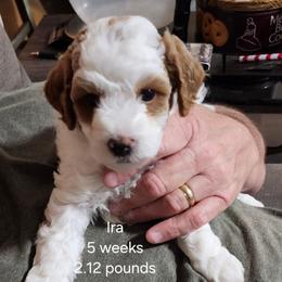 Grey collar Ira - Parti male Goldendoodle puppy in Fairmount, Indiana from Capens' Doodles,Poodles and Poo's