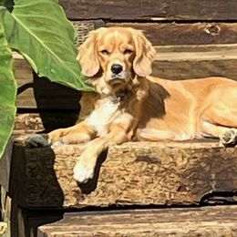 Cavapoos, Companion Crosses, Goldendoodles, and Golden Retrievers from SoléLuna Golden Retrievers
