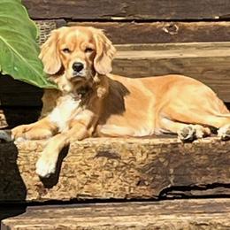 Cavapoos, Companion Crosses, Goldendoodles, and Golden Retrievers from SoléLuna Golden Retrievers