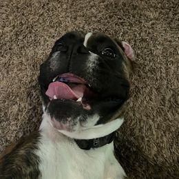 Boxer Puppies from Von Royal Dell'Infinite Deutscher