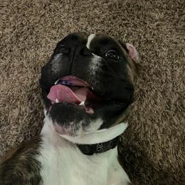 Boxer Puppies from Von Royal Dell'Infinite Deutscher