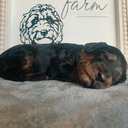 Goldendoodle Puppies from Lady Doodle Farm