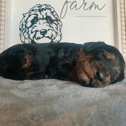 Goldendoodle Puppies from Lady Doodle Farm