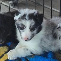Giggles - Blue merle and white male Shetland Sheepdog puppy in Luray, Missouri from Krayola Shelties