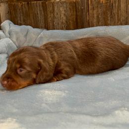 Hershey - Piebald male Dachshund puppy in Gainesville, Texas from Diamond B Doxies