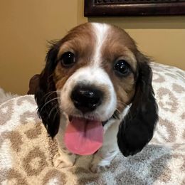 Dachshunds from Southern Belles and Beaus