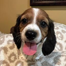Dachshunds from Southern Belles and Beaus