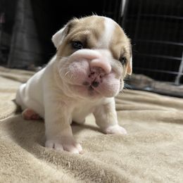 Boy 1 - Bulldog puppy in Demorest, Georgia from The Georgia Bully Bunch