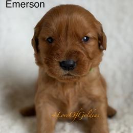 Emerson - Dark golden male Golden Retriever puppy in La Verne, California from 4LoveofGoldens