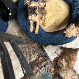 Little bit - Belge male Brussels Griffon puppy in Nocona, Texas from Alias I Am Brussels