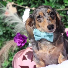 Charmer - Dapple male Dachshund puppy in Woodbine, Georgia from Walker's Minidachs