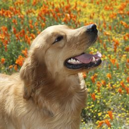 Nike - Golden Retriever