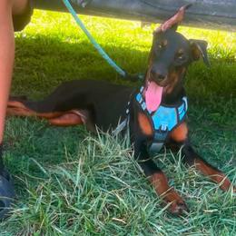 Joy - Black and rust female Doberman Pinscher puppy in Youngsville, North Carolina from di Casa Ortiz German Shepherds