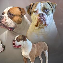 American Bulldogs from Havicans American Bulldogs