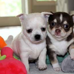 Border Collie and Chihuahua Puppies from Brooks Grove Canines LLC