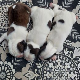 Boston Terrier Puppies from IHeart Boston Terriers