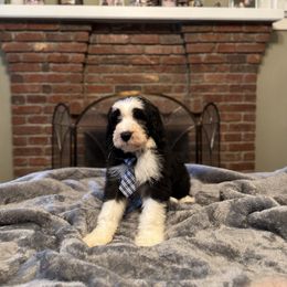 Blue boy - Black and white male Sheepadoodle puppy in Riverside, California from Downtown Doodles & Frenchies