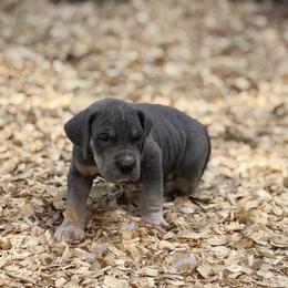 Wednesday Adams - Blue female Great Dane puppy in Montgomery, Texas from KD Sweet Southern Danes